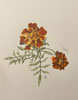 tagetes