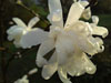 magnolie 4